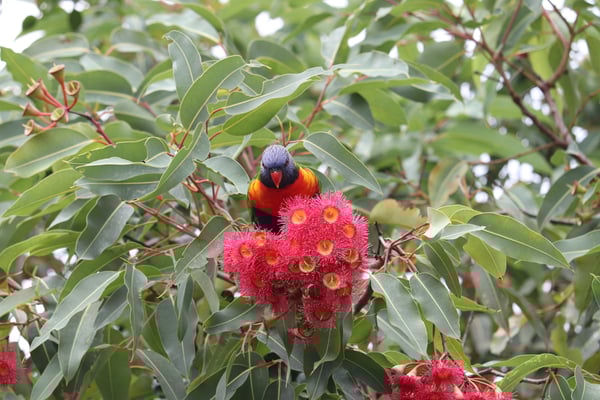 lorikeet in flowering gum lorikeet in flowering gum