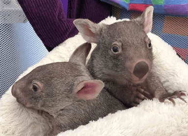 Wombat joeys-Winston and Josie-FB Wombat joeys-Winston and Josie-FB