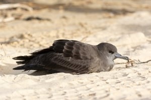 shearwater