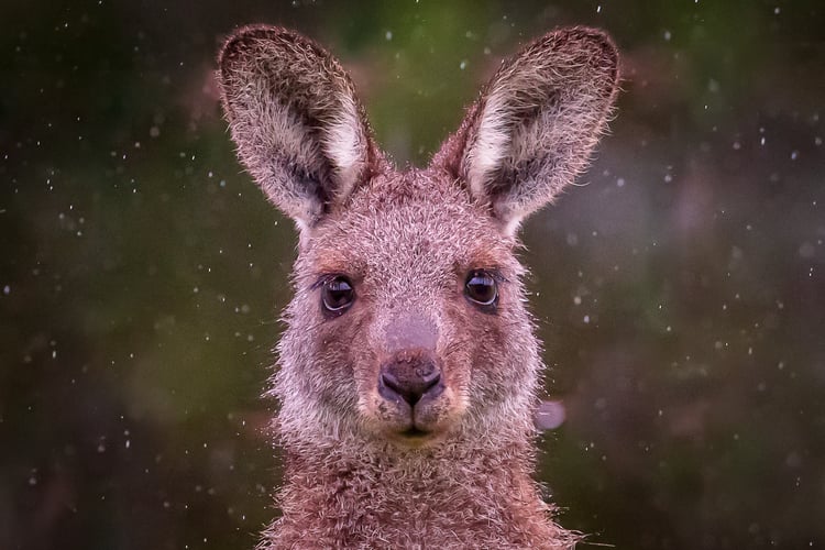 Kangaroo in the Rain-Farres Owida