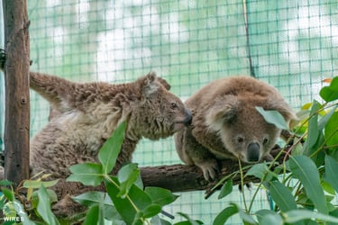 Koalas in care 2020_DSC2751 Koalas in care 2020_DSC2751