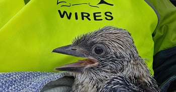 Kookaburra