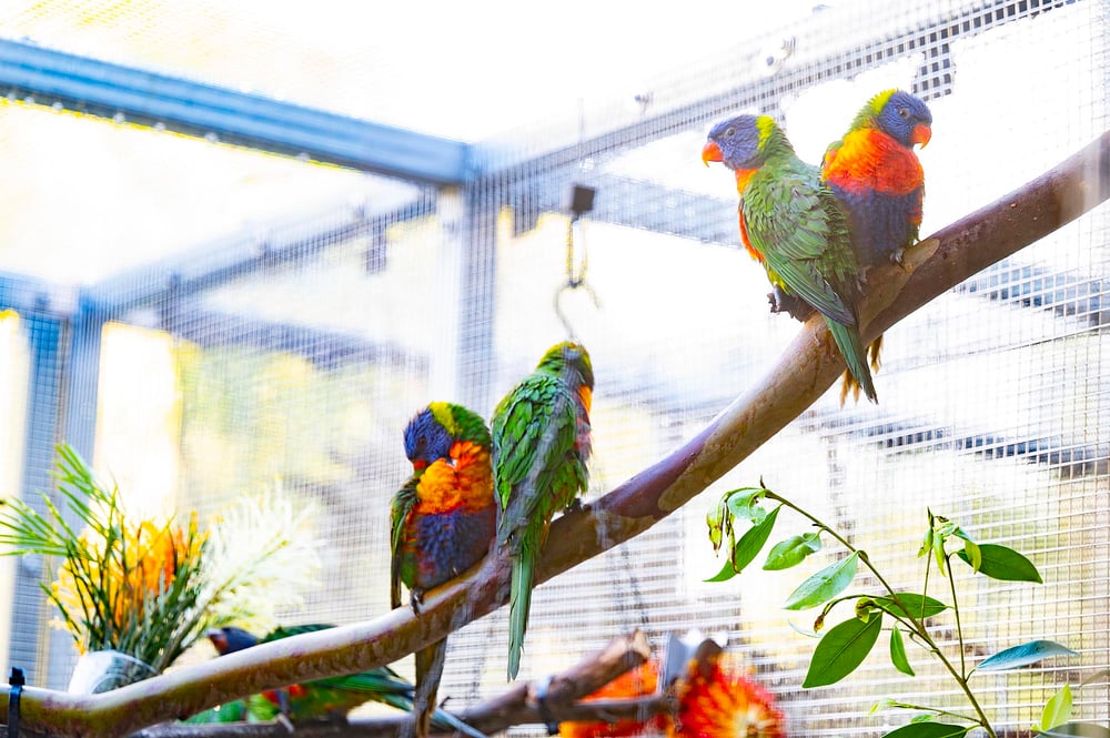 Lorikeets1