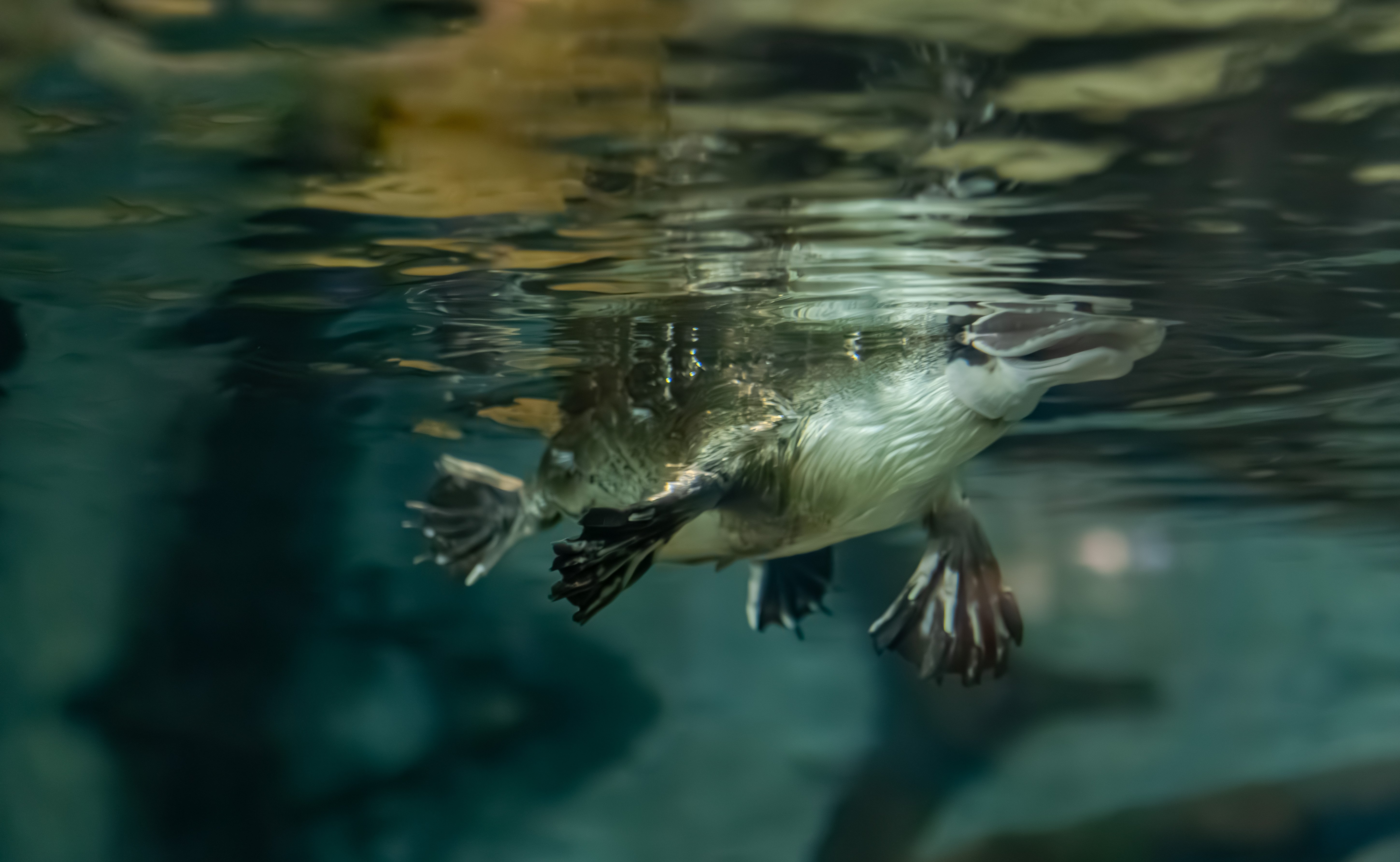 Mackenzie the Platypus  on exhibit at Platypus Rescue HQ at Taronga Western Plains Zoo, Dubbo 3