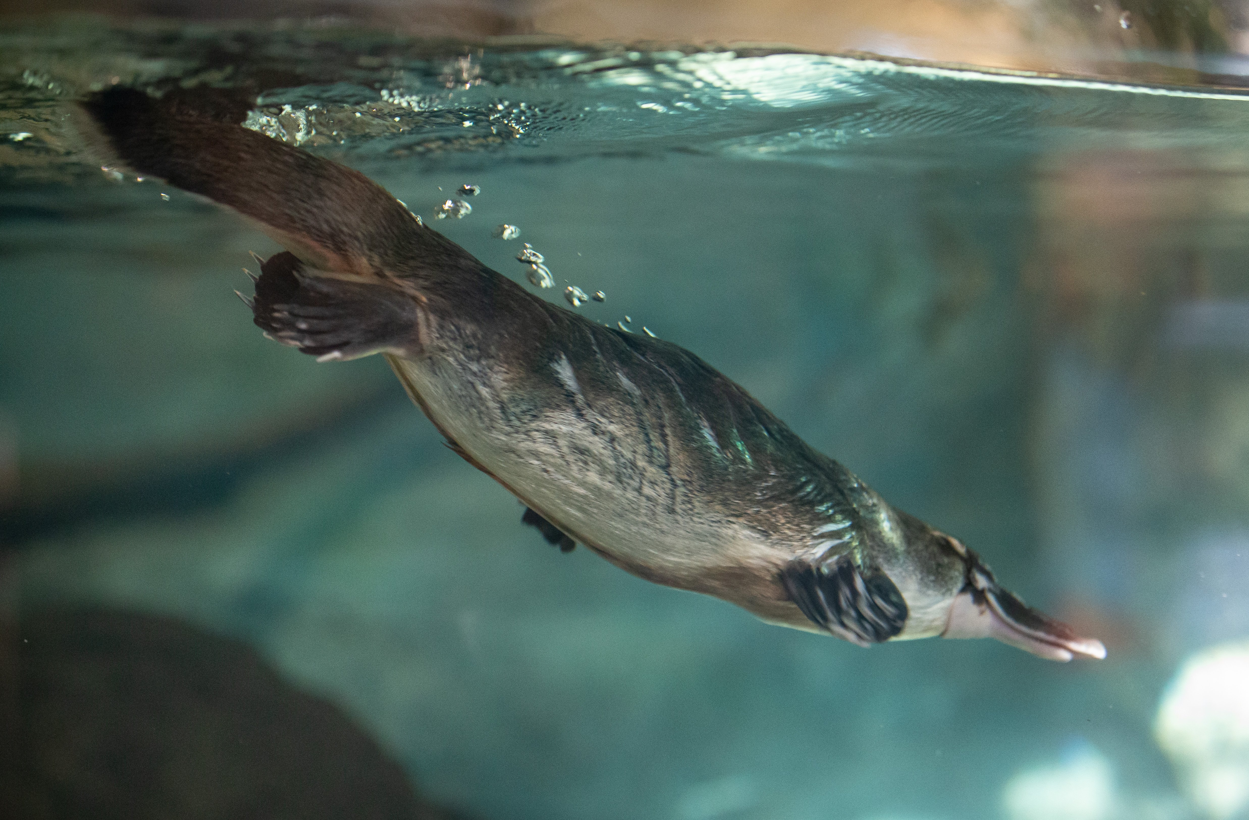 Mackenzie the Platypus on exhibit at Platypus Rescue HQ_Rick Stevens