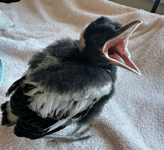 Magpie chick 