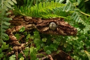 2026 Calendar Thumbnail - Australian Leaf-tailed Gecko Credit_ Francois Brassard