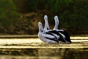 2026 Calendar Thumbnail - Australian Pelican Credit_ Rachel Avery