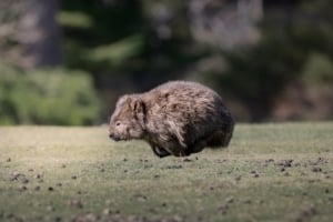2026 Calendar Thumbnail - Bare-nosed Wombat Credit_ Nina Bowles