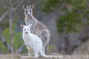 2026 Calendar Thumbnail - Eastern Grey Kangaroo and Leucistic Joey Credit_ Jason Shackleton