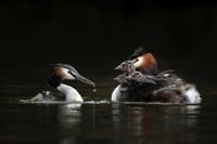 2026 Calendar Thumbnail - Great Crested Grebe Credit_ Naidu Kumapatla