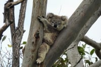 2026 Calendar Thumbnail - Koala Credit_ Ann Jarmaine