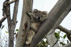 2026 Calendar Thumbnail - Koala Credit_ Ann Jarmaine