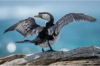 2026 Calendar Thumbnail - Little Pied Cormorant Credit_ Roger MacKertich