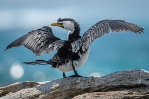 2026 Calendar Thumbnail - Little Pied Cormorant Credit_ Roger MacKertich