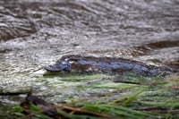 2026 Calendar Thumbnail - Platypus Credit_ Stephen Bowles