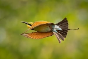 2026 Calendar Thumbnail - Rainbow Bee-eater Credit_ Nicholas Kalaf