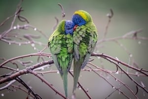 2026 Calendar Thumbnail - 2026 Calendar Thumbnail - Rainbow Lorikeets Credit_ Anita Milas