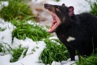 2026 Calendar Thumbnail - Tasmanian Devil Credit_ Toni Houston