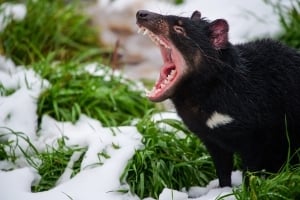 2026 Calendar Thumbnail - Tasmanian Devil Credit_ Toni Houston
