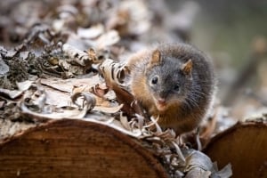2026 Calendar Thumbnail - Yellow-footed Antechinus Credit_ Karin Kunrath