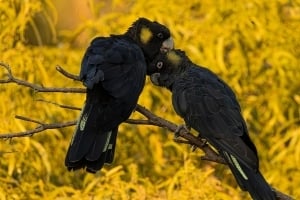 2026 Calendar Thumbnail - Yellow-tailed Black Cockatoo - Credit_ Joel Ogden