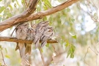 2026 Calendar Thumbnail -Tawny Frogmouth Credit_ Harrison Osgarby