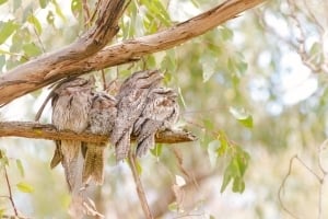 2026 Calendar Thumbnail -Tawny Frogmouth Credit_ Harrison Osgarby