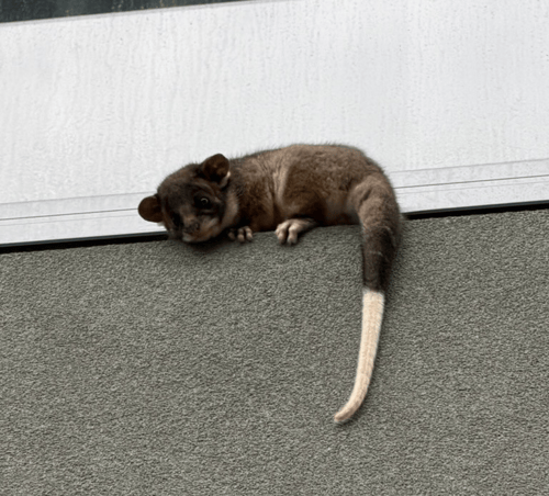 possum joey AR3005482 EOFY FY26 - Copy