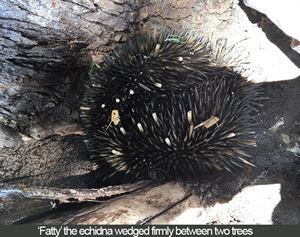 echidna-stuck-16274029605921684075516810-1684075517875
