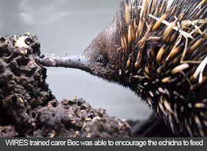 encouraging-echidna-to-feed-16274030144311684075548945-1684075549997