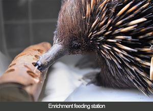 enrichment-echidna-16274030611031684075641107-1684075647572