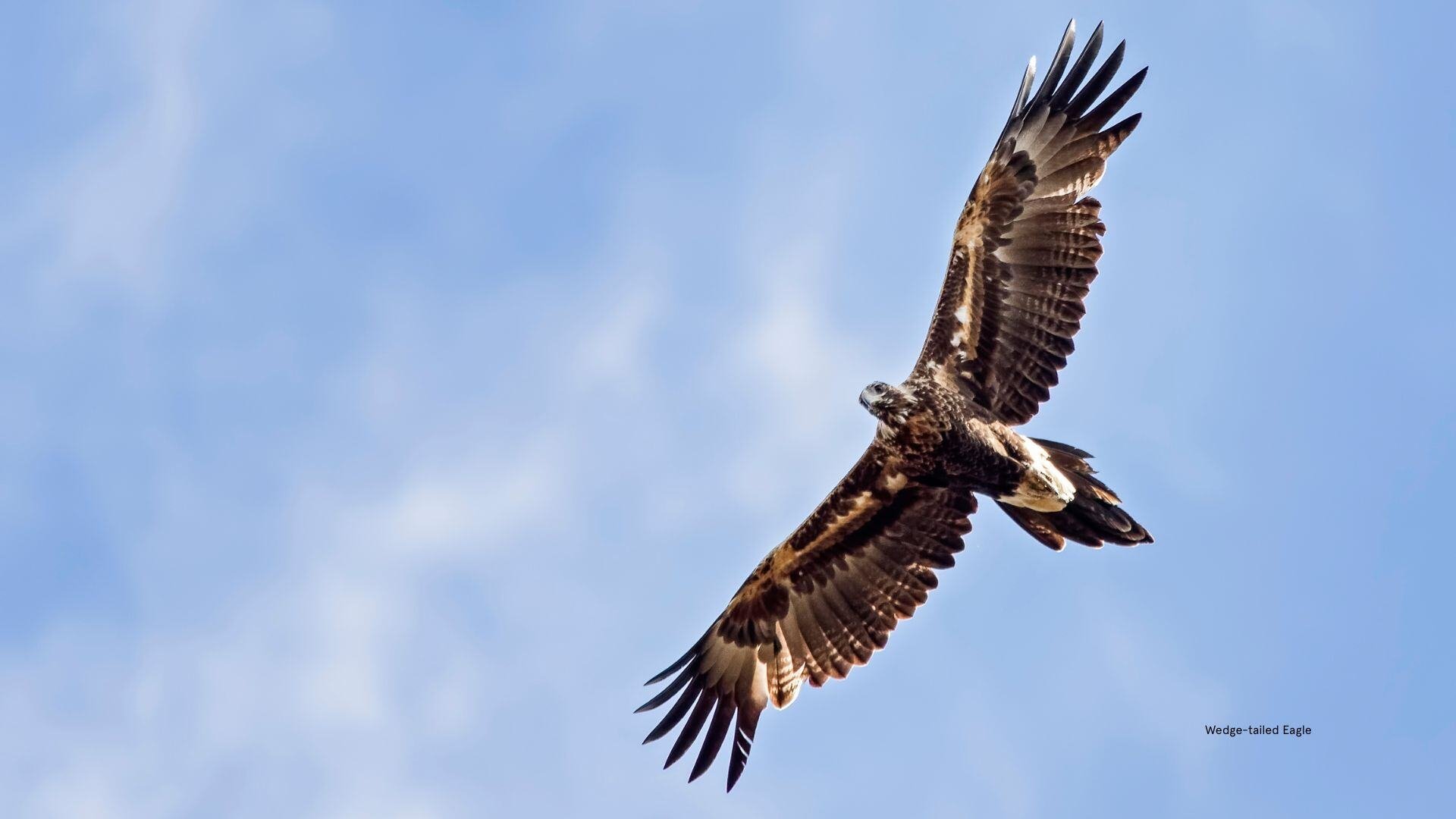 Mullyang Raptors (1)