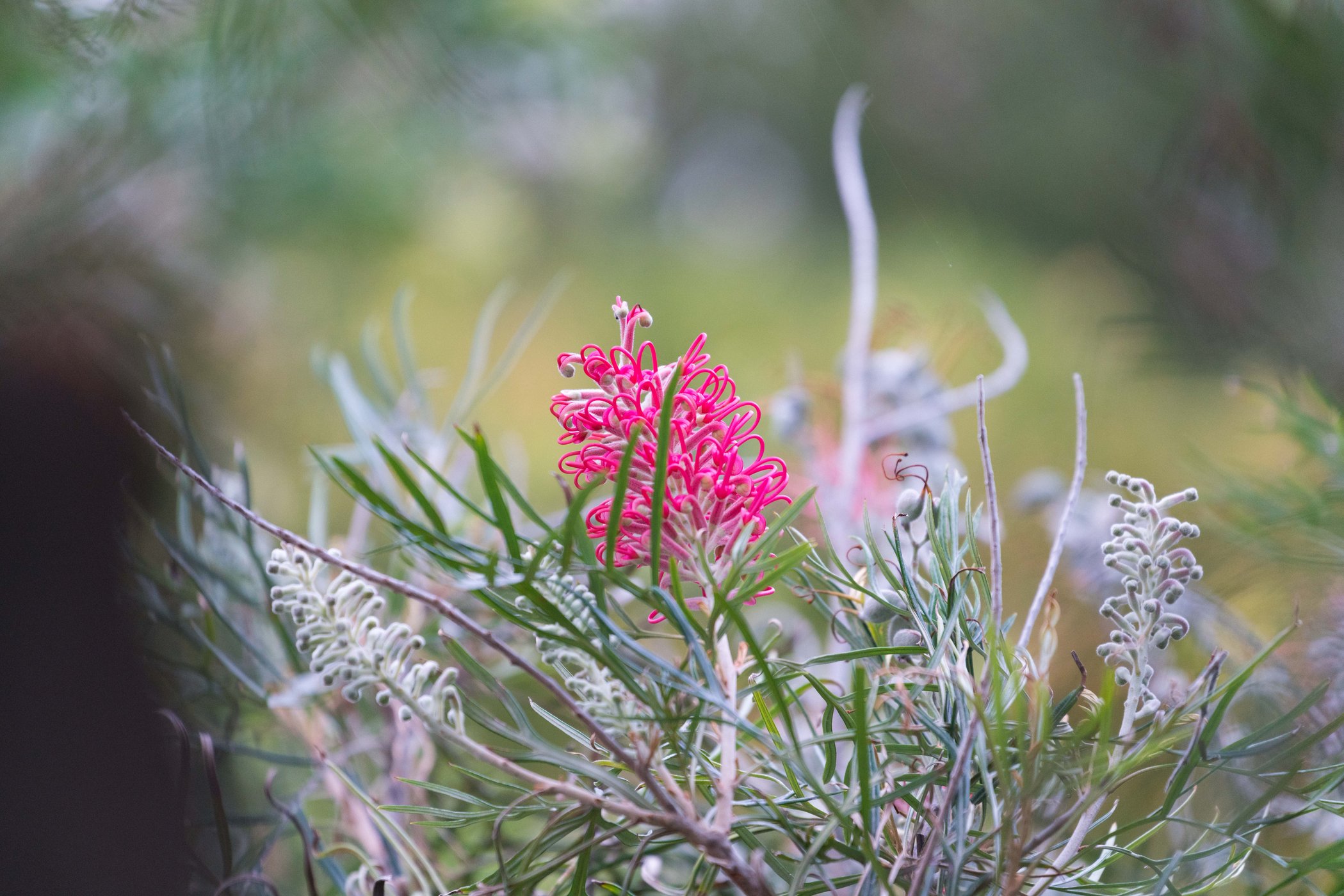 Native Plant