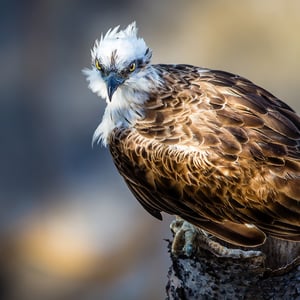 Osprey-IG-Pete-Evans-Photography Osprey-IG-Pete-Evans-Photography