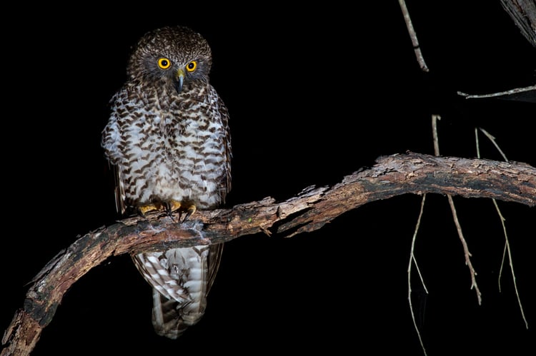 Owl_Powerful_Ninox_strenua_MG_8772-4 Owl_Powerful_Ninox_strenua_MG_8772-4
