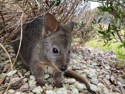 Pademelon - debbie.davis4@bigpond.com Pademelon - debbie.davis4@bigpond.com