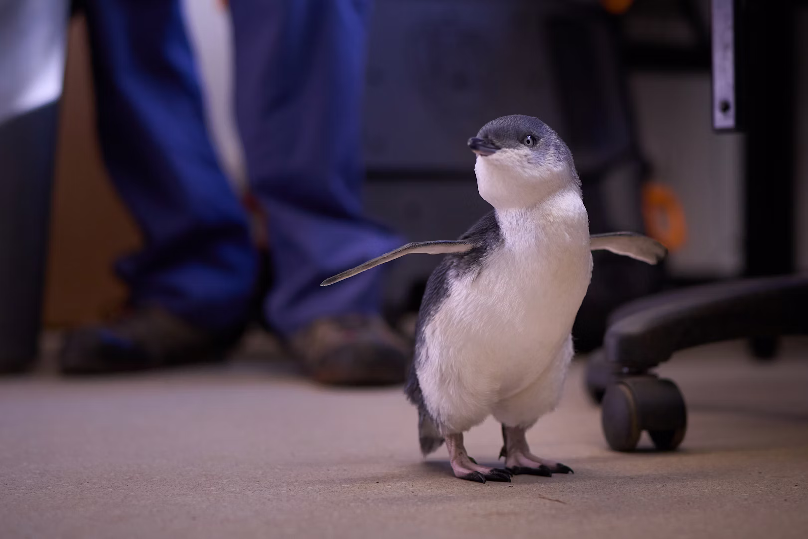 Penguin Seabird rehab facility upgrade NGP
