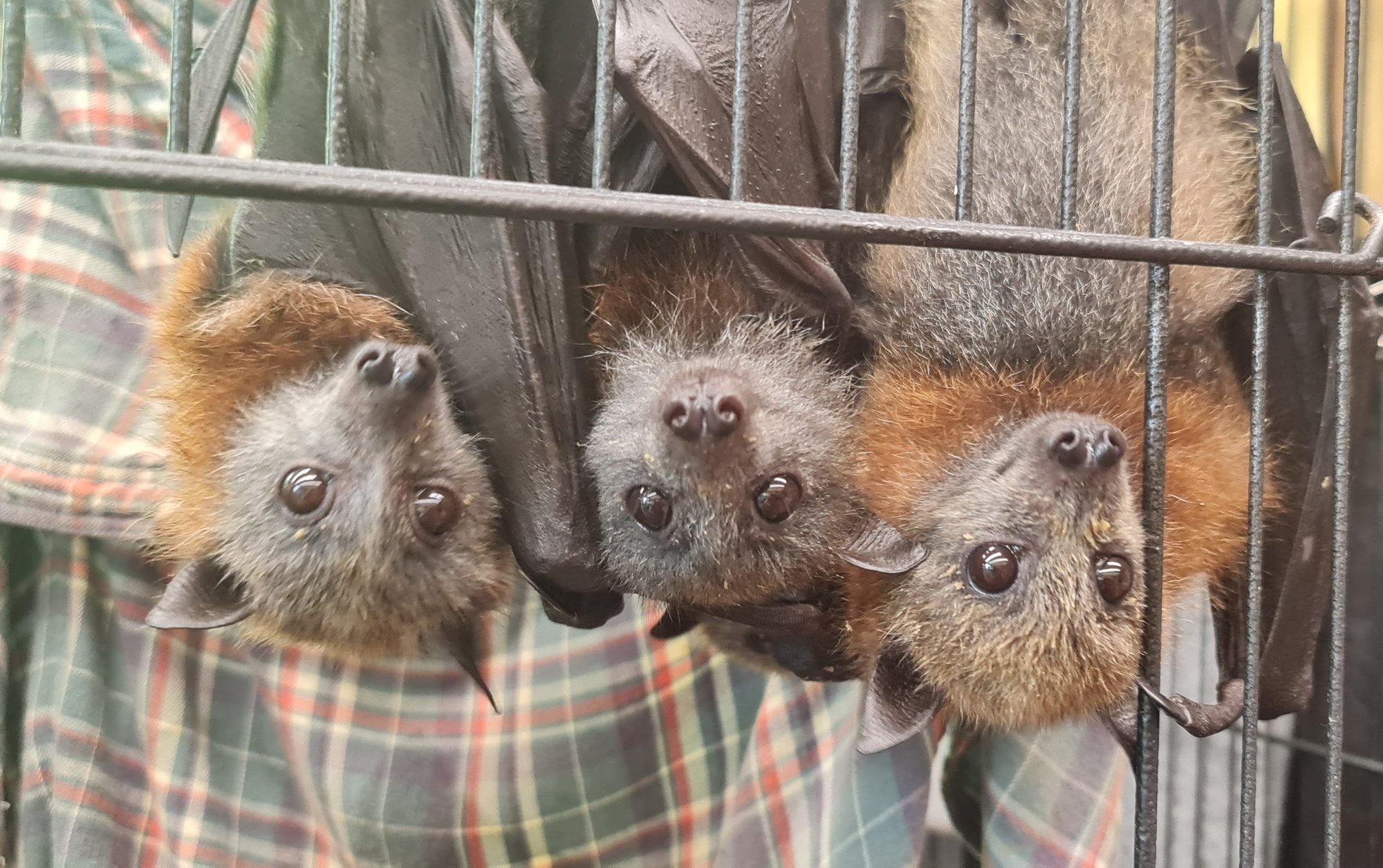 three flying foxes