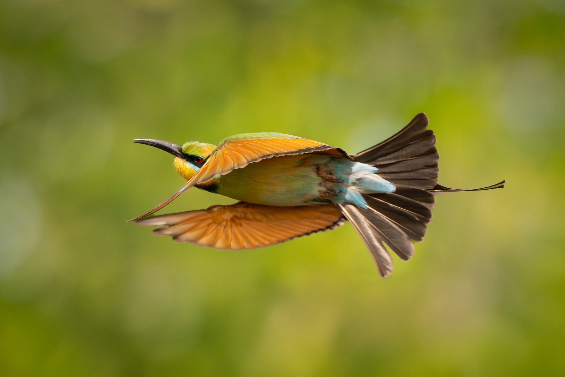 PhotoComp2025NicholasKalaf_Wires2_RainbowBeeEater