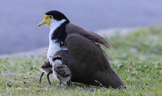 Plover-adult-and-chicks-web Plover-adult-and-chicks-web