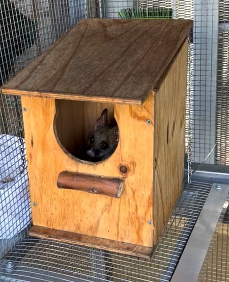 Possum