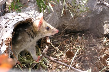 Quoll NGP