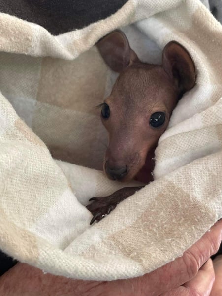 Red neck Wallaby Joey