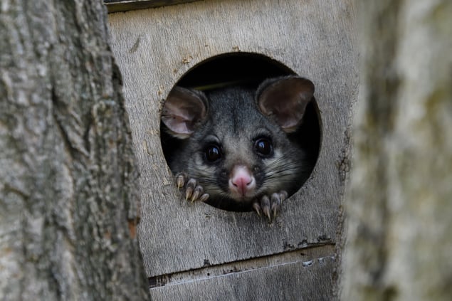 PhotoComp2025Brushtail Possum Canberra David Cunningham _DC10436