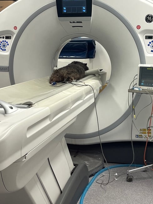 Sprite CT scan