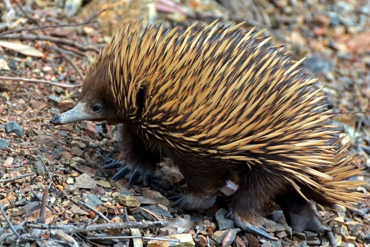 Tim Bergen - Echidna-1 Tim Bergen - Echidna-1