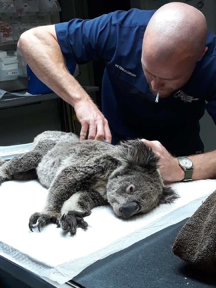 Vet Triage-Grafton Vet-Koala-2020 (2)