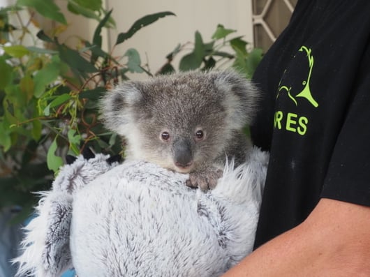WIRES joey in care Dhara
