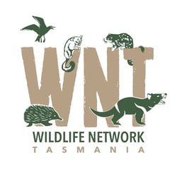 WNT Portrait logo (1) (2)